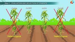 An Introduction To Plant Breeding [upl. by Russel454]