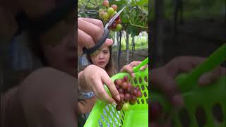 Grapes harvest food shorts [upl. by Pinckney945]