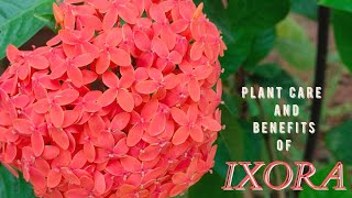 Ixora plant care and benefits  Evergreen flowering shrub [upl. by Hilario]