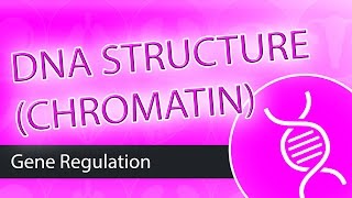 DNA Structure Chromatin [upl. by Kazmirci]