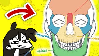 How to Draw SKULLS and Face Anatomy [upl. by Emiatej]