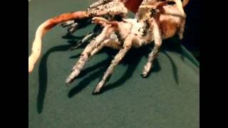 Incredible Zombie FungusAttacked Tarantula [upl. by Sherj869]