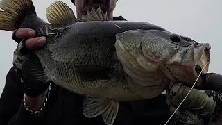 bass fishing with the new zman mulletron big bass [upl. by Esdras]