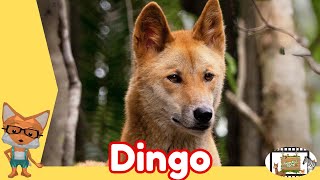 AMAZING DINGO FACTS Animal Videos For Kids Animals Rock TV [upl. by Enelhtak]