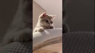 Cat lover 😽❤️ yt funnycats tiktokviral [upl. by Paco]