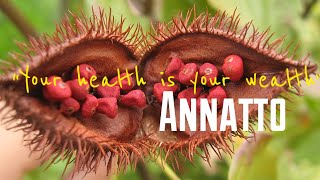 Amazing Health Benefits of Annatto Seeds  Achiote [upl. by Lasyrc]