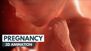 Pregnancy A MonthByMonth Guide  3D Animation [upl. by Neelear]