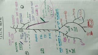 Tibial nerve  3  Lower Limb Anatomy  TCML [upl. by Ziegler]