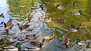 mallard Duck  waterfowl sound  Nature birds sound [upl. by Lairea]