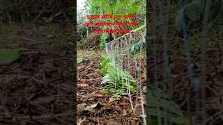 Dahuk pakhir ringtonedahuk dhora fadwaterhen dahuk bird trap huntingshortvideo [upl. by Atilam]