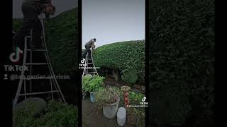 How do you trim conifers gardening gardentok gardeningtips garden nature conifers [upl. by Aimak]