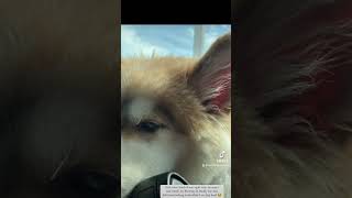 cotythepomsky pomskypuppy subscribe youtubeshorts [upl. by Llemaj982]