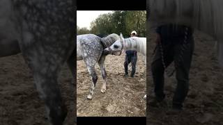 Horse Mating🐎 Wild Stallion Breeding with Mare horse aniamls shorts [upl. by Teik812]