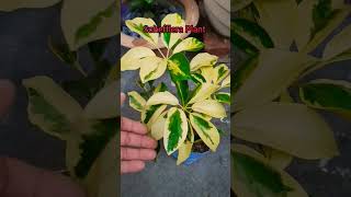 Schefflera Plant Care Tips [upl. by Gavra]