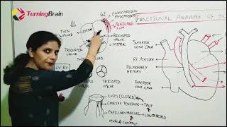 Heart Anatomy and Physiology [upl. by Atram418]