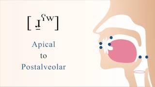 ɹ̠ˁʷ  voiced pharyngealized labialized apical postalveolar non sibilant fricative [upl. by Adnimra]