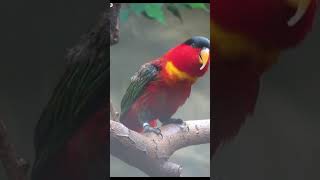 Parrot screams like a siren shorts [upl. by Rufena]