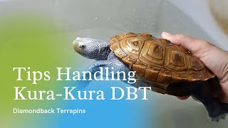 TIPS HANDLING KURAKURA DIAMONDBACK TERRAPINS [upl. by Pickens714]