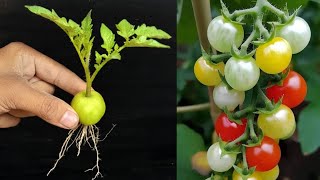 Technique Slills Tomato Tree A Grafting From Tomato Fruit In Pot [upl. by Charteris]