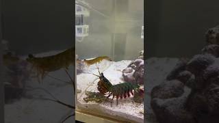 Feeding my Mantis Shrimp a MASSIVE SHRIMP [upl. by Sirotek798]