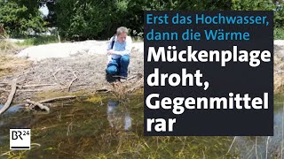 Erst Hochwasser dann Wärme – und Mücken Insektenforscher warnen vor Plage  Abendschau  BR24 [upl. by Ereveneug]