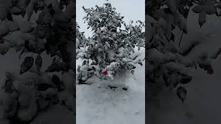 Rose Bush still Budding in November snowfall rosebush chicagoland [upl. by Lothair]