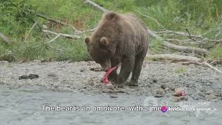 Kamchatka Brown Bears Survivors of the Volcanic Land [upl. by Eugenle417]