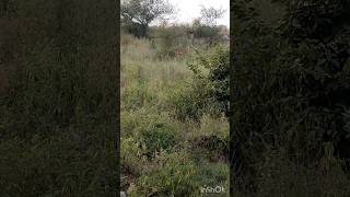 Aravalli Hills Alwar अरावली पर्वतमाला [upl. by Kurzawa90]