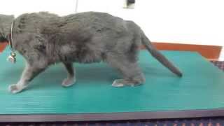 Diabetic Neuropathy in a Cat [upl. by Cohl656]