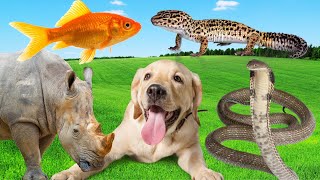 Familiar wildlife  Dog Chicken Cow Cat Rabbit Horse  Cute little pets [upl. by Martres]