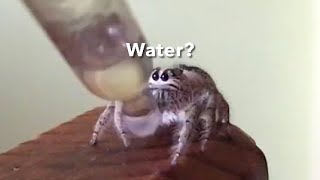 Spider Drinks water 💧 😋  Hyllus Diardi Jumpingspider [upl. by Arda439]