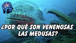 ¿POR QUÉ SON VENENOSAS LAS MEDUSAS [upl. by Mallis]