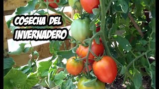 Mi CULTIVO ORGÁNICO en Invernadero 🍅  Novedades y Cosecha  La Huerta de Ivan [upl. by Garreth410]