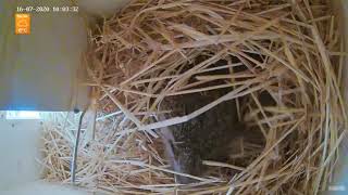 Hedgehog Getting Ready For Bed and Rising Early briefly  Recke Germany Animal Cams [upl. by Laemaj]