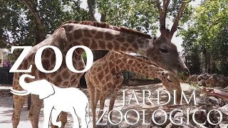 Lisbon Zoo  Elephants amp Giraffes  Portugal HD [upl. by Nelrsa94]