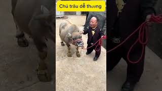 Anh chàng tốt bụng cứu trâu shots tintuc contrâu [upl. by Ecirtak]