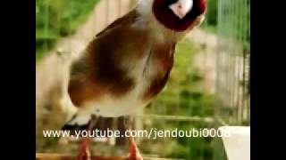 My 2 years old Goldfinch song [upl. by Negriv]