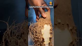 Best Methods for Peeling Yams like a PRO [upl. by Charil593]