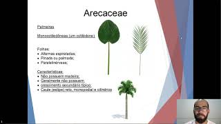 FAMÍLIAS BOTÂNICAS  ARECACEAEAQUIFOLIACEAEARAUCARIACEAE [upl. by Fatsug839]