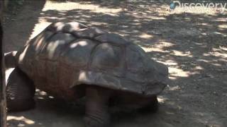 Aldabra Giant Tortoise [upl. by Lion]