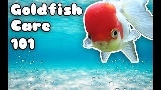 GOLDFISH CARE 101Everything You Need To Know [upl. by Nytsud71]