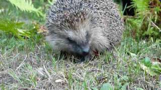 Igel  lustig und cool  crazy hedgehog [upl. by Giliane397]