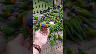 Lorikeet Mayhem 🤪🦜🦜🦜🦜🦜🦜🦜 [upl. by Ohare]