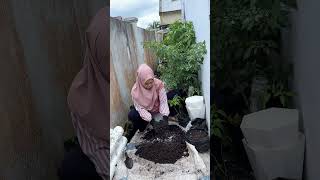 Pindah tanam cabe  berkebun gardening youtubeshorts [upl. by Forkey]