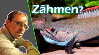 Aggressive Fische  Dieser IGLVortrag zeigt dir wie es dazu kommt und was man dagegen tun kann [upl. by Eetnahc]