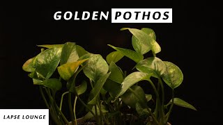 Golden Pothos  Devils Ivy  14 Days of Growth Showcase  4k [upl. by Maurizia915]