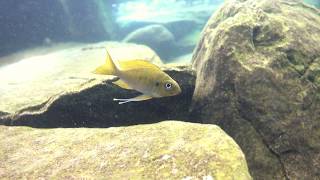 Ophthalmotilapia Ventralis at Kalala Island [upl. by Letrice]