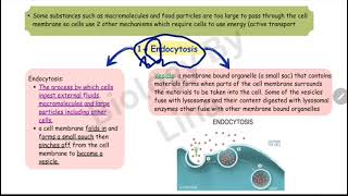 endocytosis vs exocytosis biology11 [upl. by Kerrison]