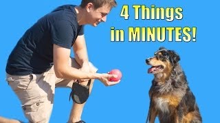 How to Teach your Dog to do 4 things in Minutes Roll over Play dead Sit Lie down [upl. by Ajar]