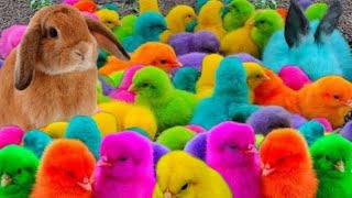 Tangkap Ayam warna warni Ayam lucu Ayam Rainbow Bebek Angsa Hamster Kelinci Kura AYAMSEKTI [upl. by Haimes]